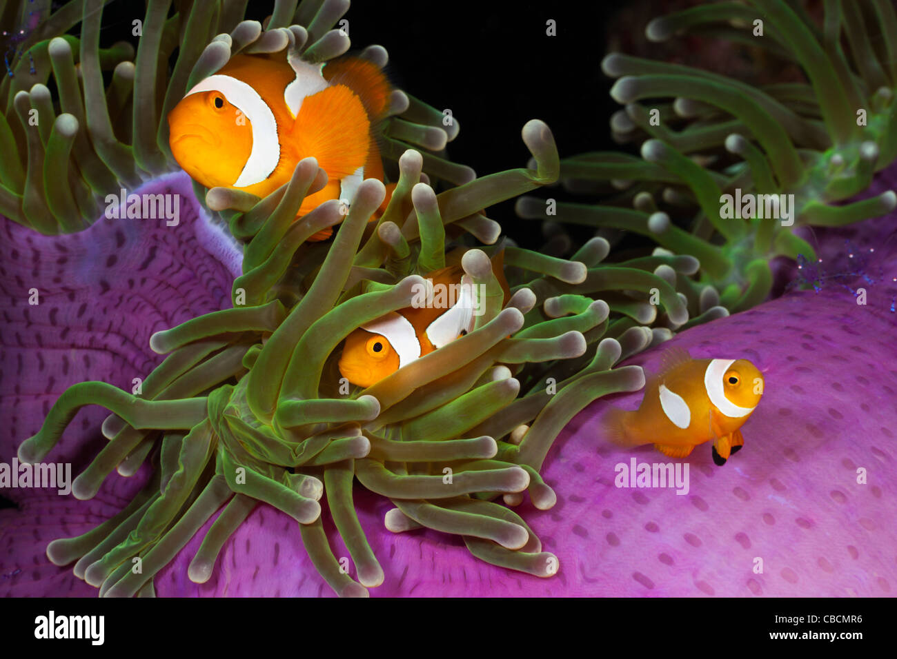 Clown Anemonefish in anemone marittimo, Amphiprion ocellaris, Heteractis magnifica, Cenderawasih Bay, Papua occidentale, in Indonesia clownfish Foto Stock