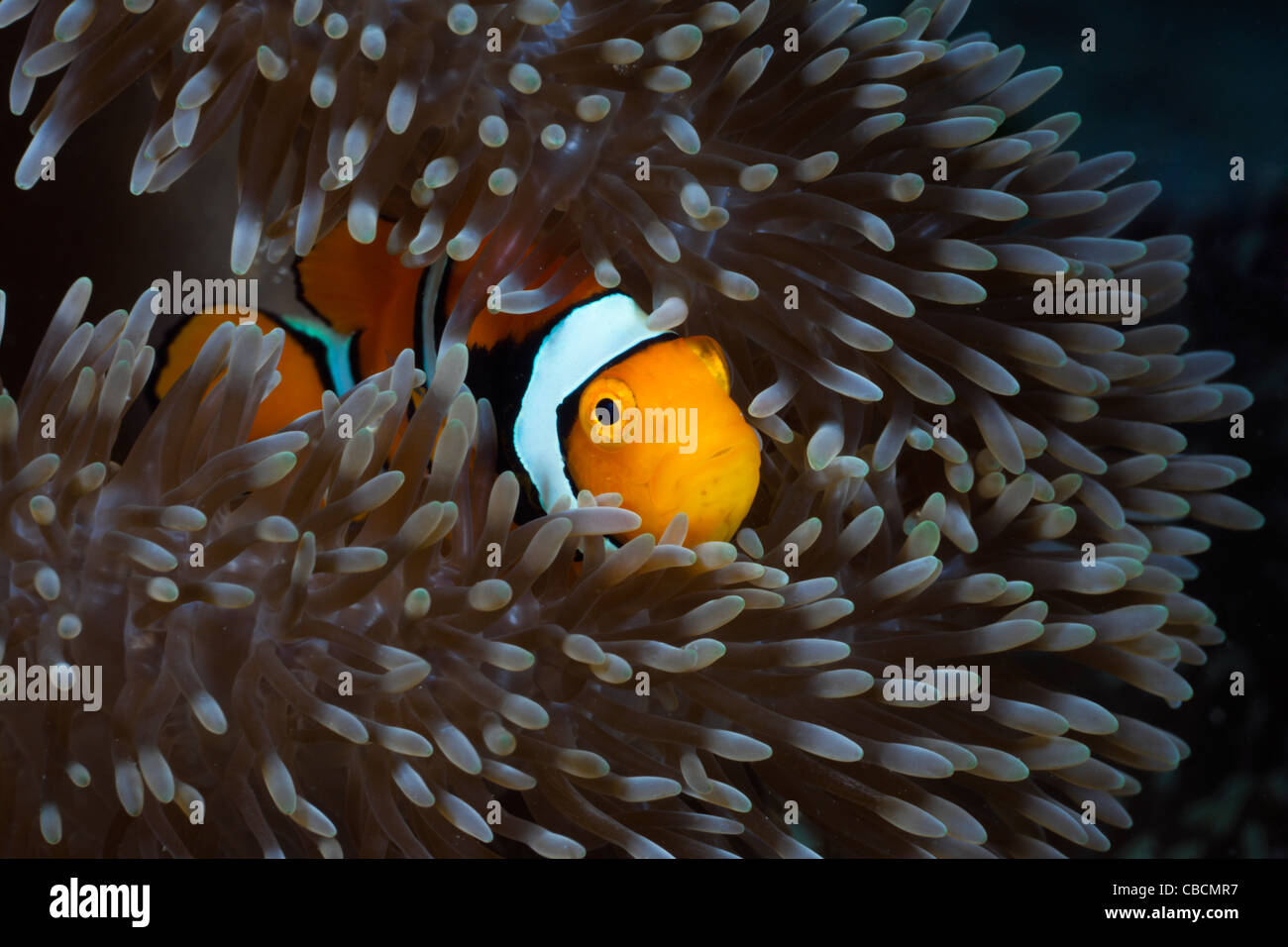 Clown Anemonefish in anemone marittimo, Amphiprion percula, Cenderawasih Bay, Papua occidentale, in Indonesia Foto Stock