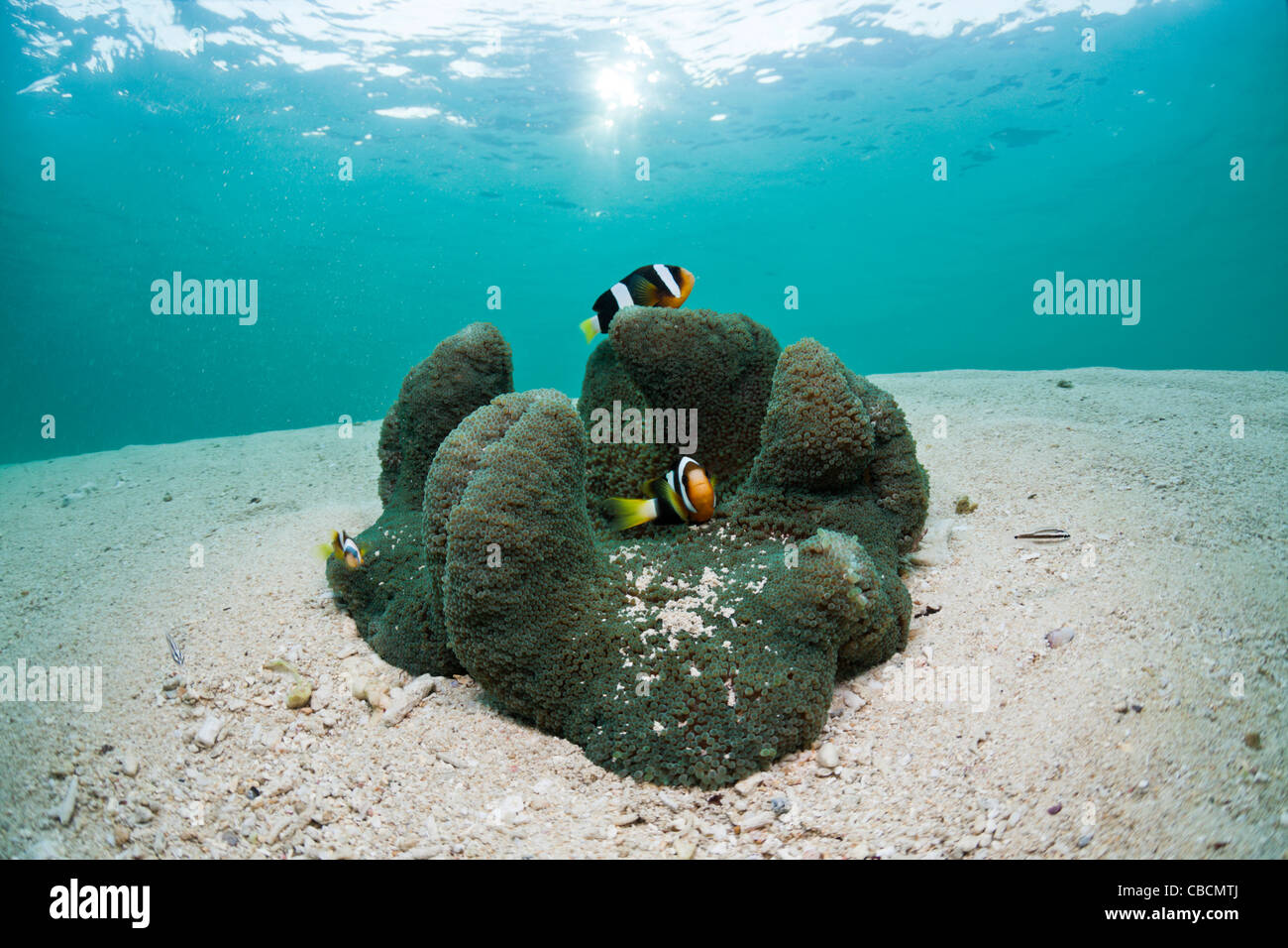 Clarks Anemonefish in laguna, Amphiprion clarkii, Cenderawasih Bay, Papua occidentale, in Indonesia Foto Stock