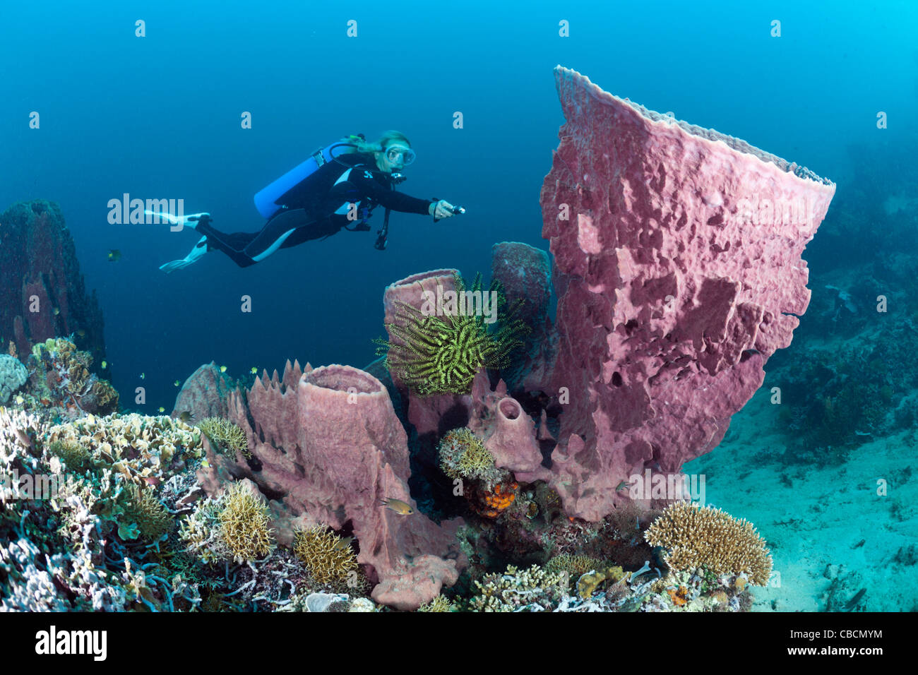 Scuba Diver e canna, Spugna Xestospongia "testudinaria, Cenderawasih Bay, Papua occidentale, in Indonesia Foto Stock