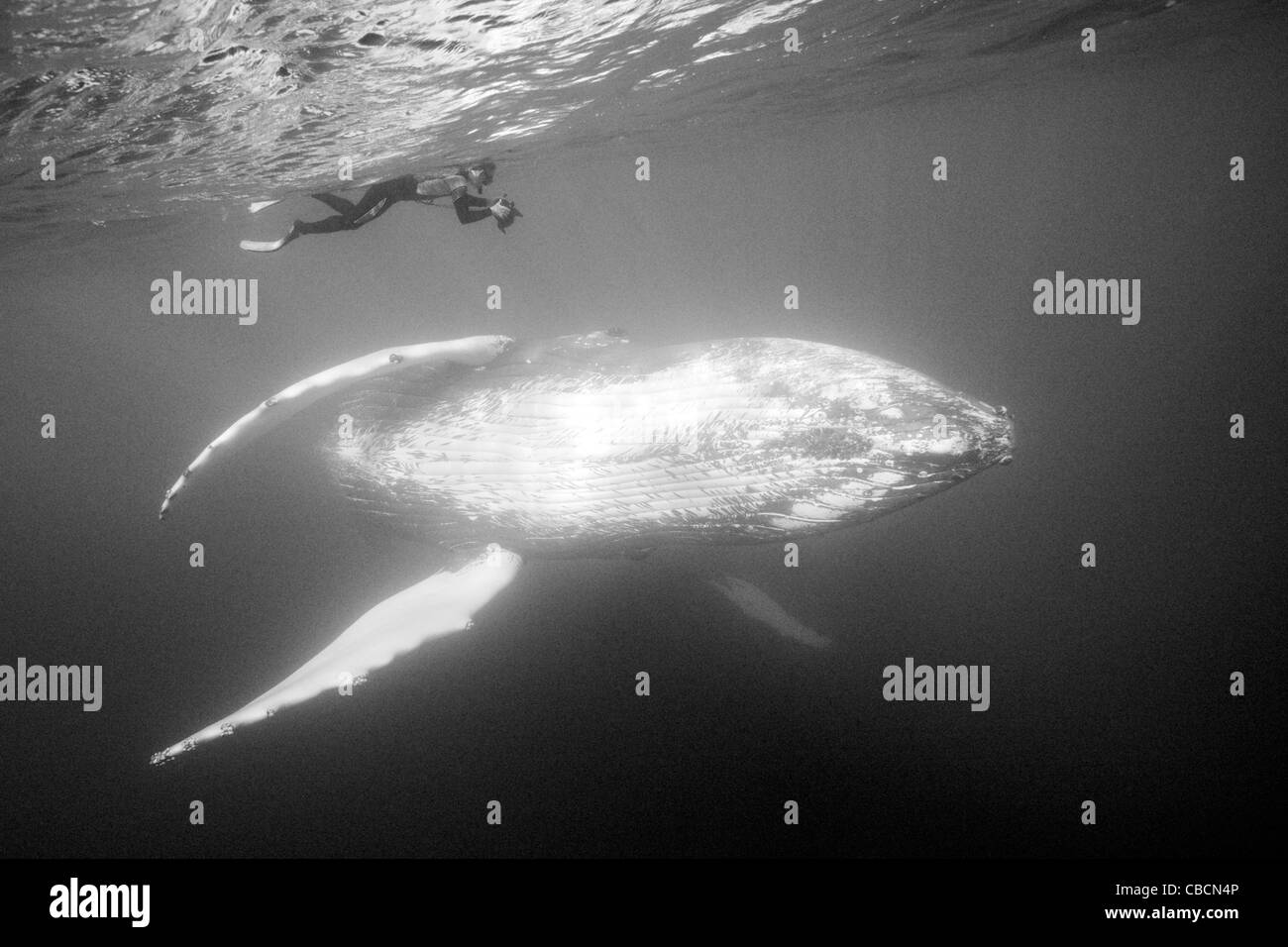 Humpback Whale e fotografo, Megaptera novaeangliae, Banca d'argento, Oceano Atlantico, Repubblica Dominicana Foto Stock