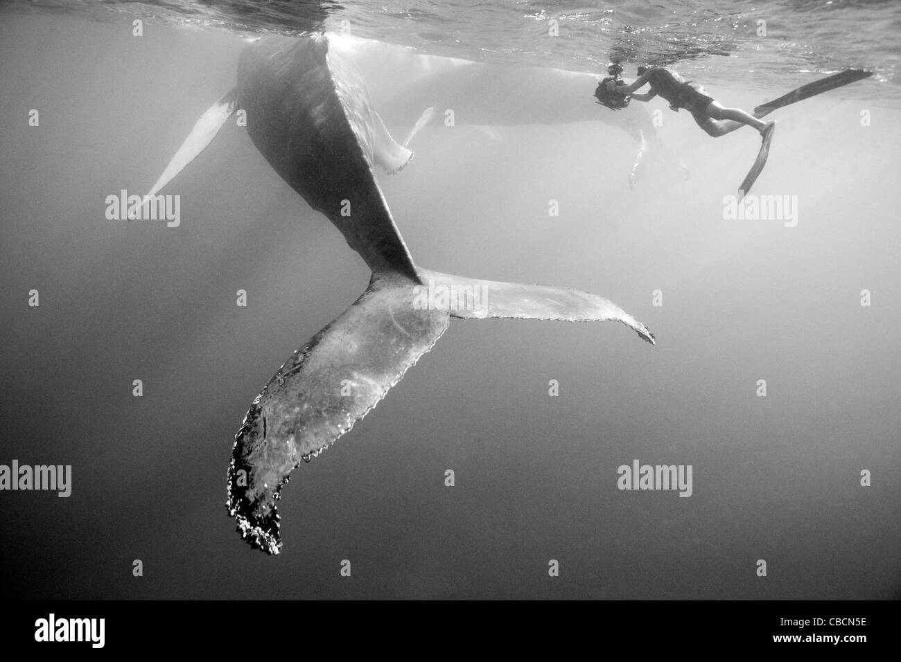 Humpback Whale e fotografo, Megaptera novaeangliae, Banca d'argento, Oceano Atlantico, Repubblica Dominicana Foto Stock