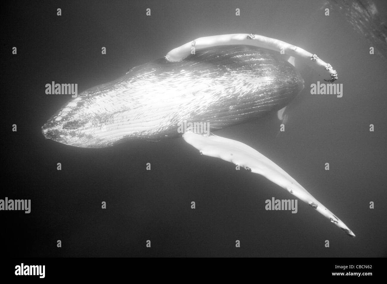 Humpback Whale, Megaptera novaeangliae, Banca d'argento, Oceano Atlantico, Repubblica Dominicana Foto Stock