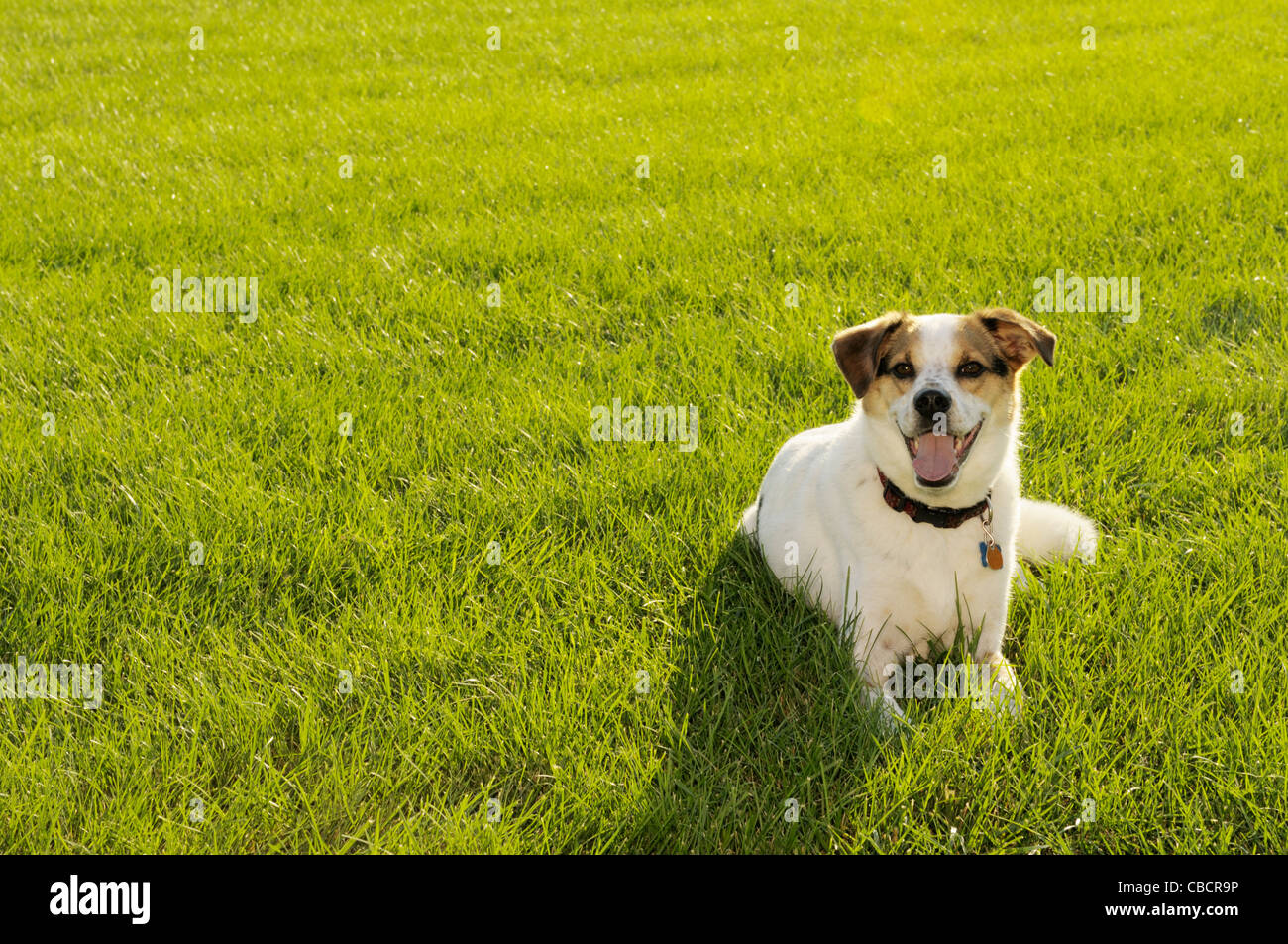 Cane sul campo retroilluminato in estate Foto Stock