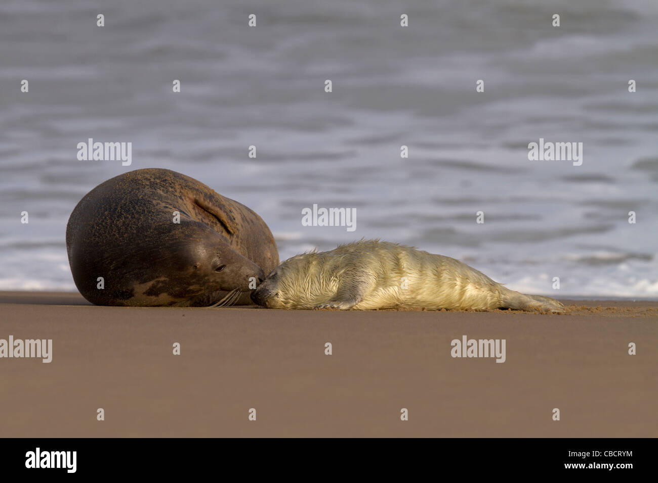 Una guarnizione grigio madre guarda dopo la sua pup, Halichoerus grypus come dorme su una spiaggia di Norfolk Foto Stock