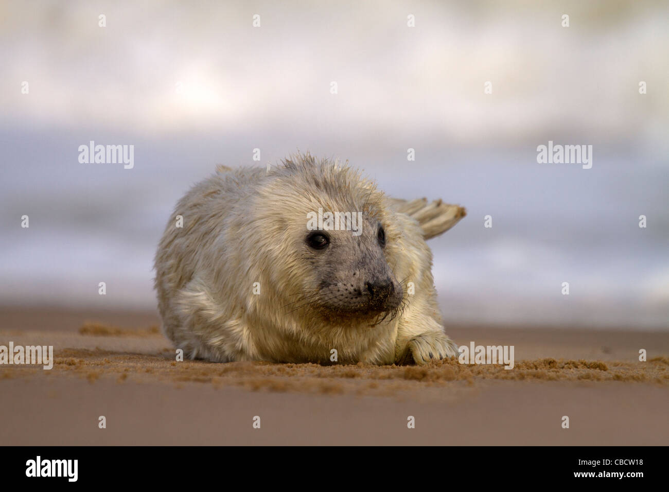 Un giovane guarnizione grigio pup, Halichoerus grypus ottenere catturati nel surf su una spiaggia di Norfolk Foto Stock