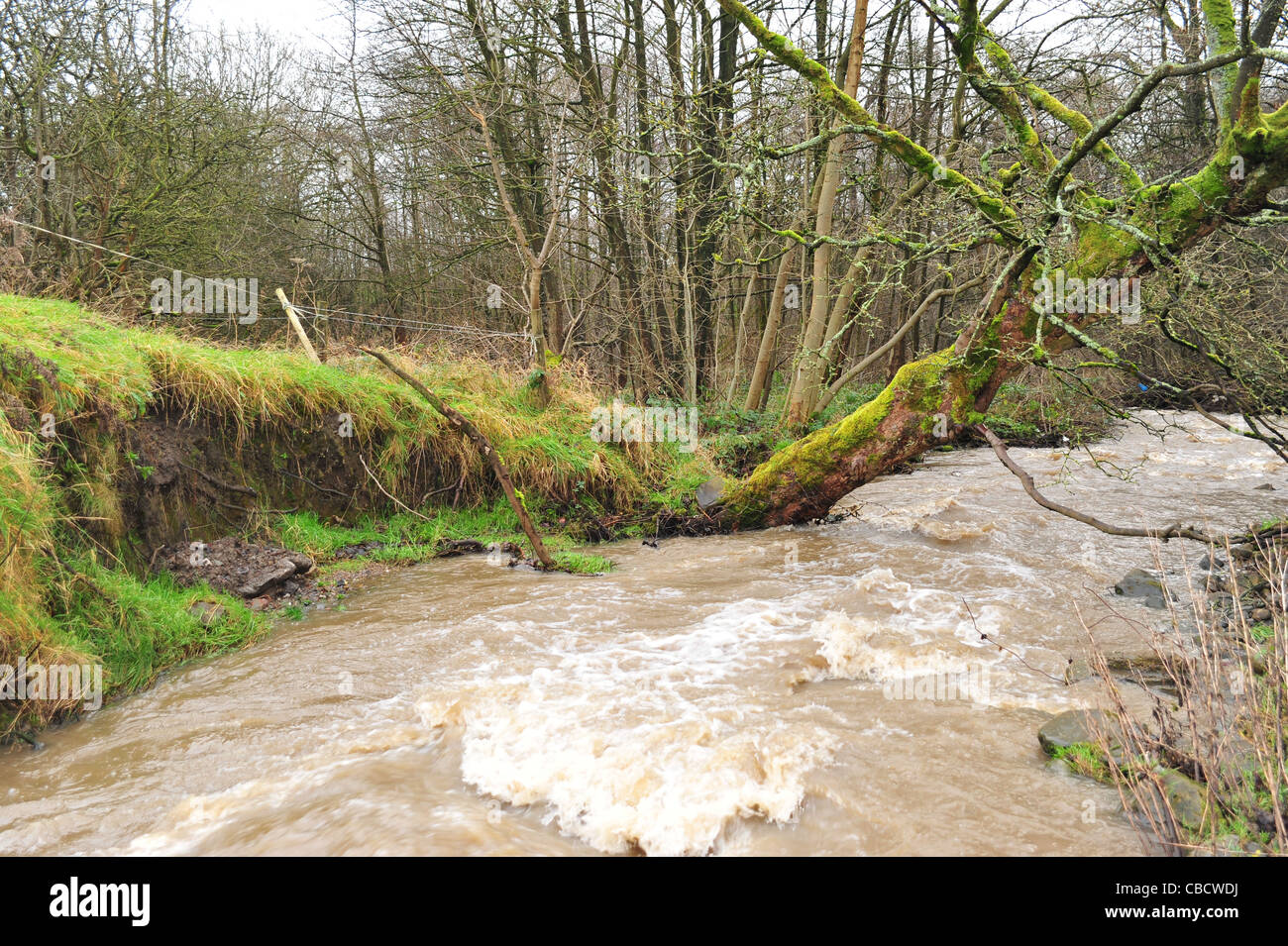 Albero che cade nel fiume da erosione e questioni ambientali sul fiume Brun a Burnley, Lancashire. Foto Stock