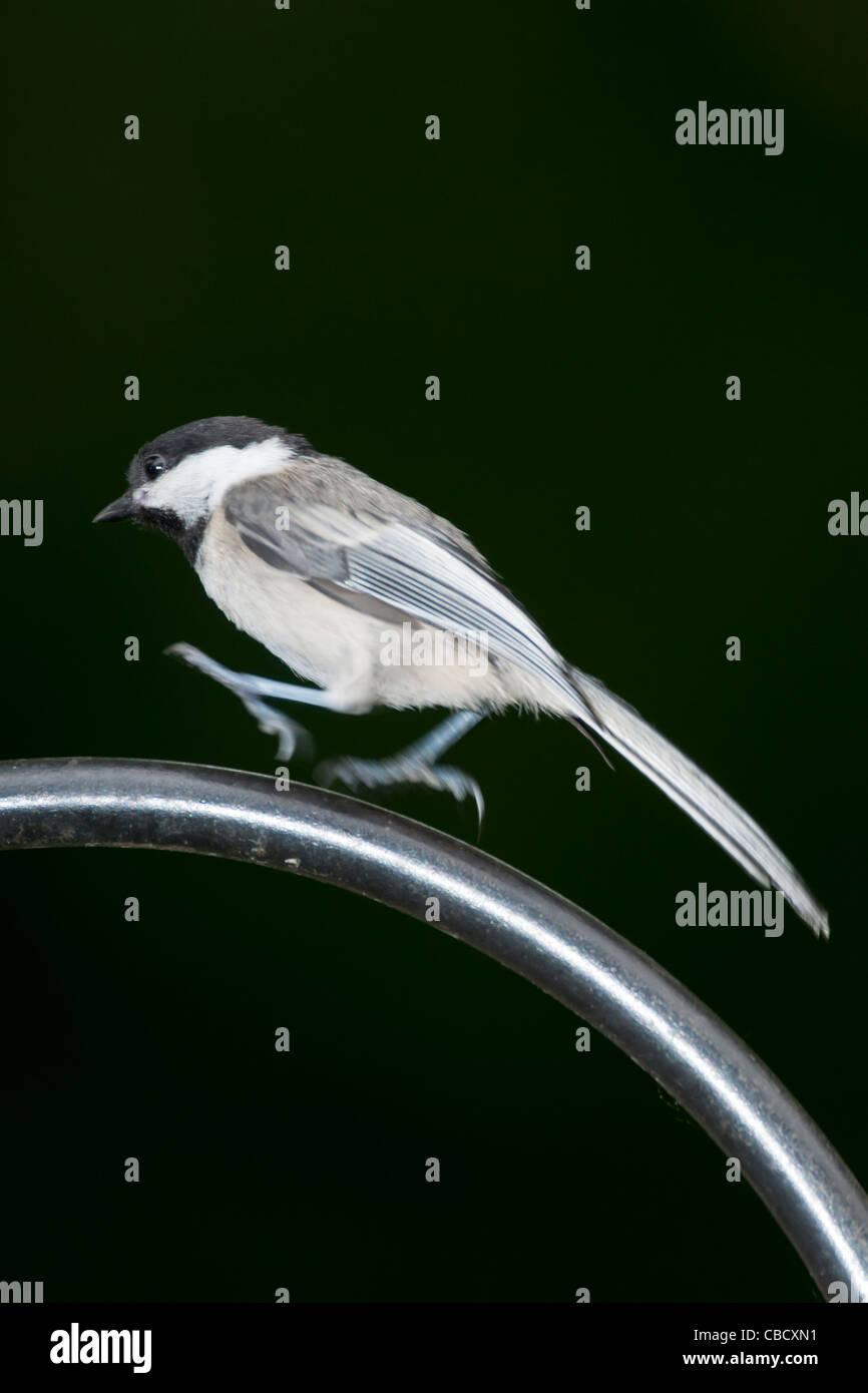 Nero-capped Luisa sbarco sulla recinzione in ferro. Foto Stock