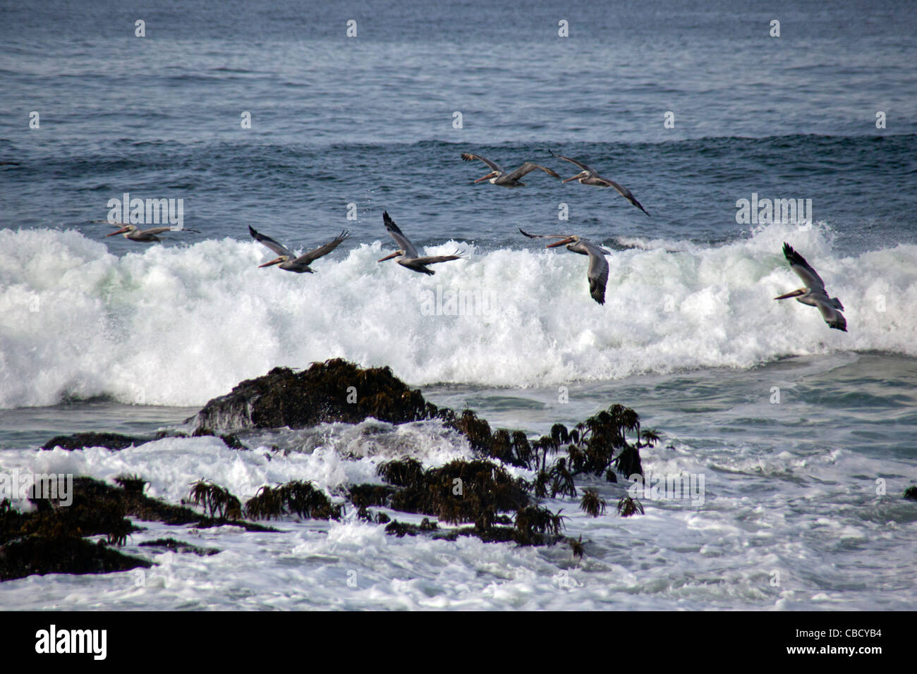 Pellicani marroni volare sopra le onde in arrivo a Pigeon Point Stazione di luce State Historic Park sulla costa a sud di San Francisco. Foto Stock