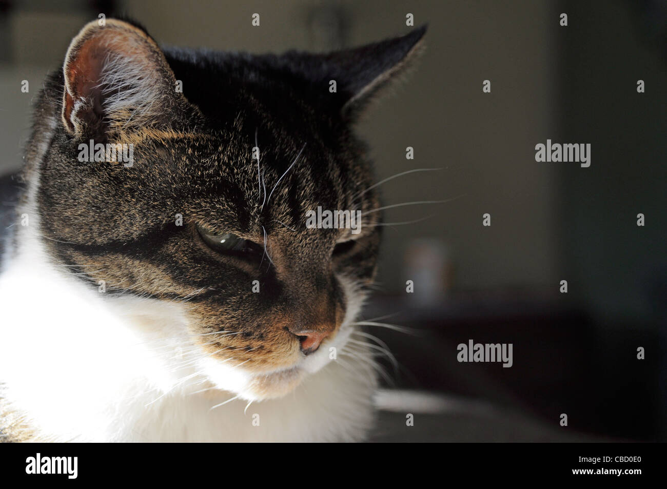 Tabby Cat Close-Up Foto Stock