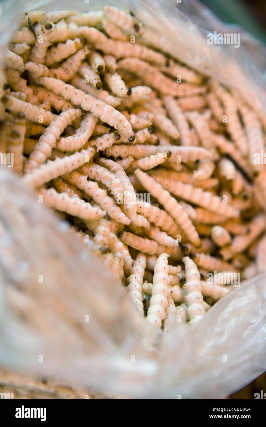 Mealworms commestibili in un sacchetto di plastica Foto Stock