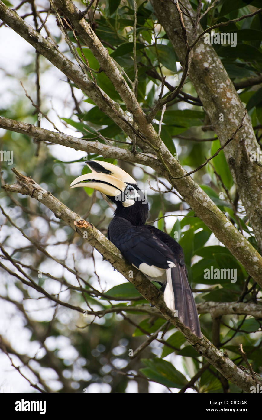 Palawan Hornbill appoggiata nella struttura ad albero Foto Stock