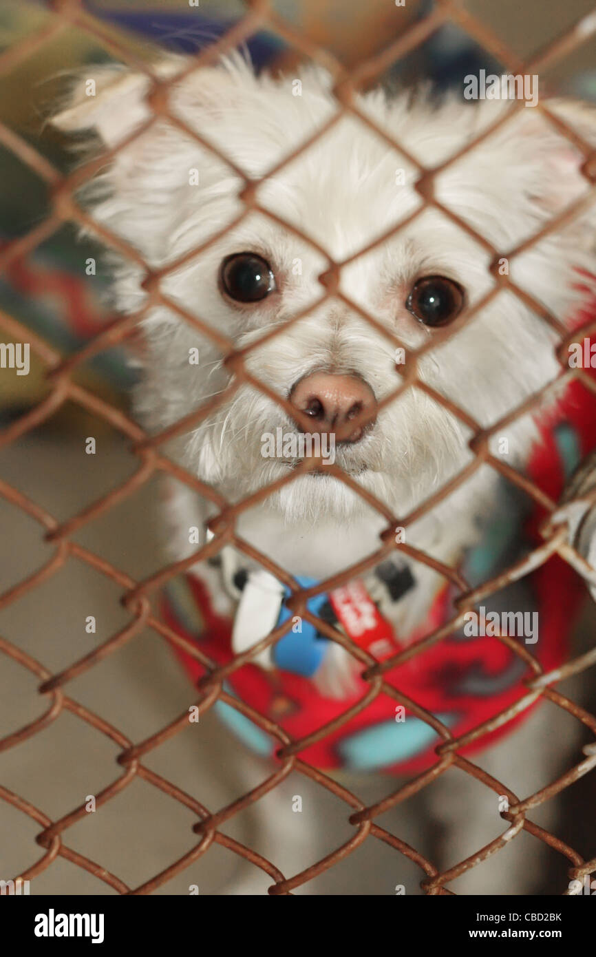 Chihuahua croce nell'Animal Shelter. Un sacco di Natale il PET presenta estremità fino nell'animale centro di salvataggio. Foto Stock