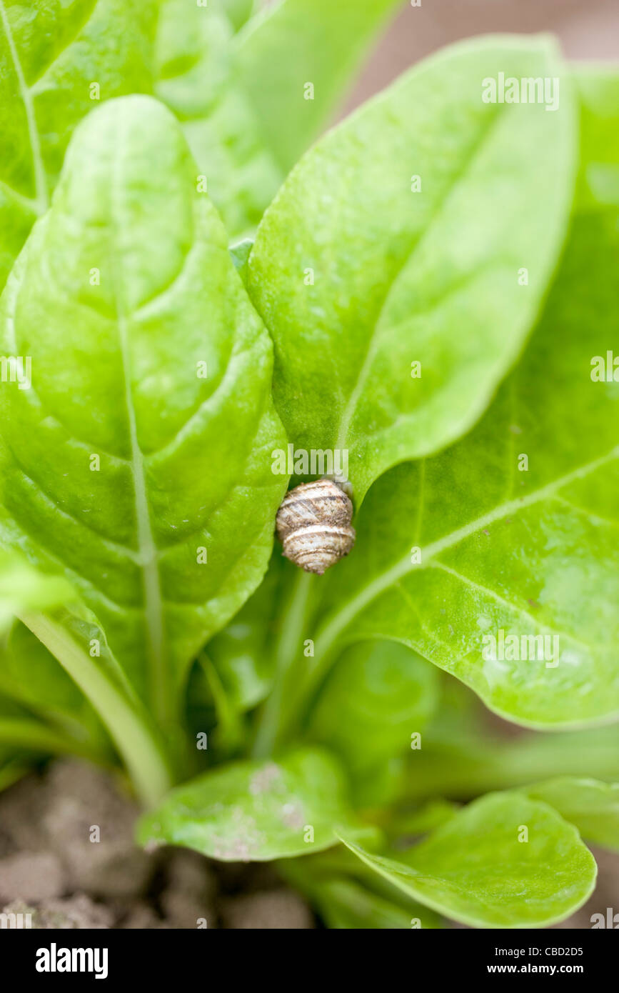 Minuscola chiocciola su foglie di spinaci Foto Stock