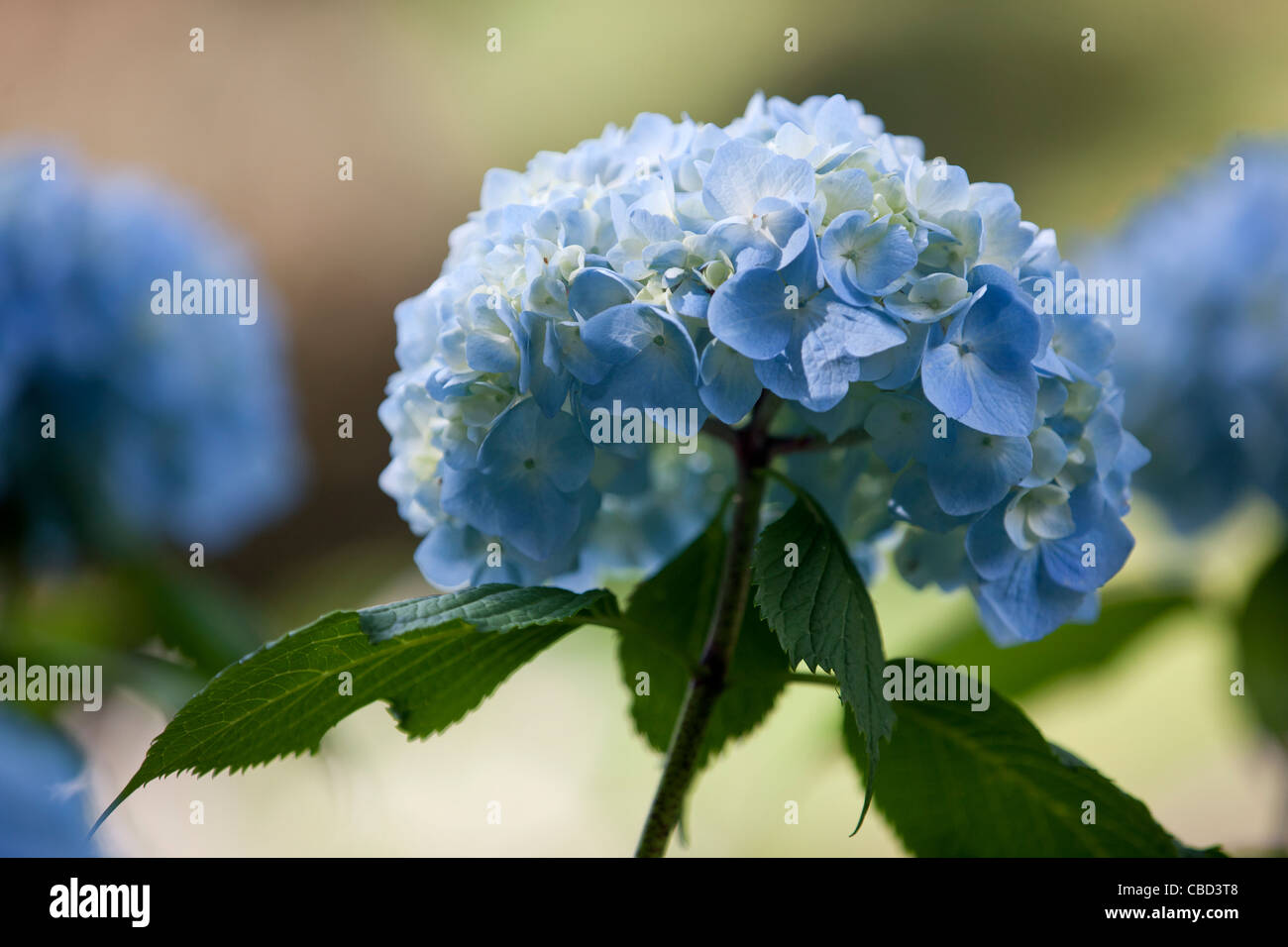 Un blu fiore Ortensie Foto Stock