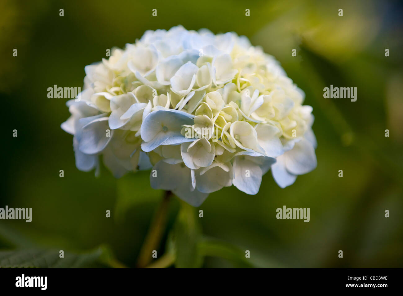 Un bianco e blu fiore Ortensie Foto Stock