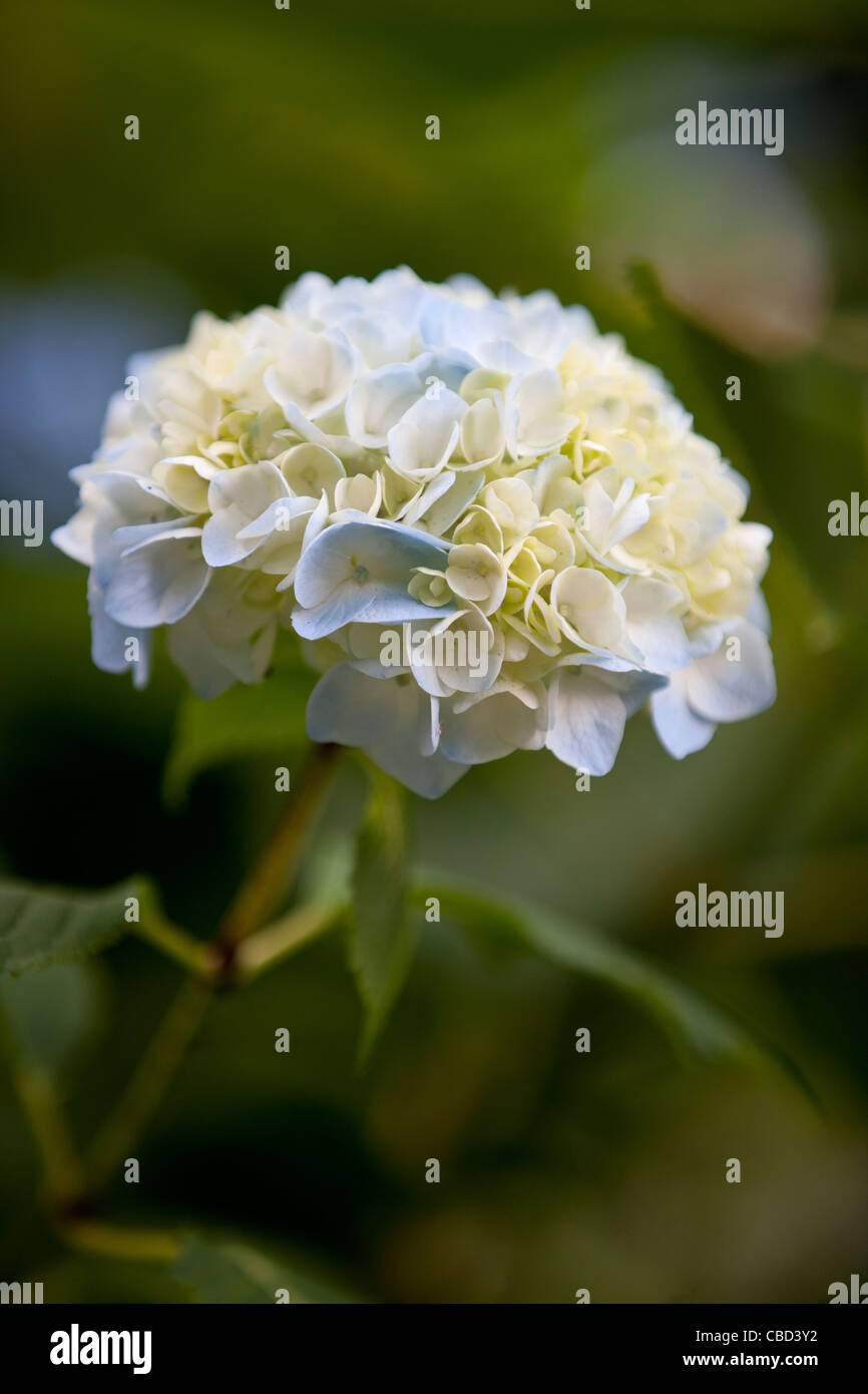 Un bianco e blu fiore Ortensie Foto Stock