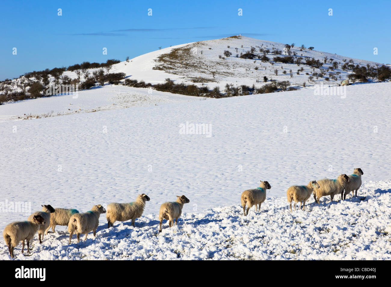 Inverno paese di scena con pecora su upland hill farm in coperta di neve campagna nel Parco Nazionale di Peak District uplands. Derbyshire England Regno Unito Gran Bretagna Foto Stock