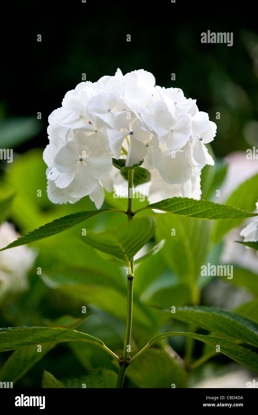 Un bianco fiore Ortensie Foto Stock