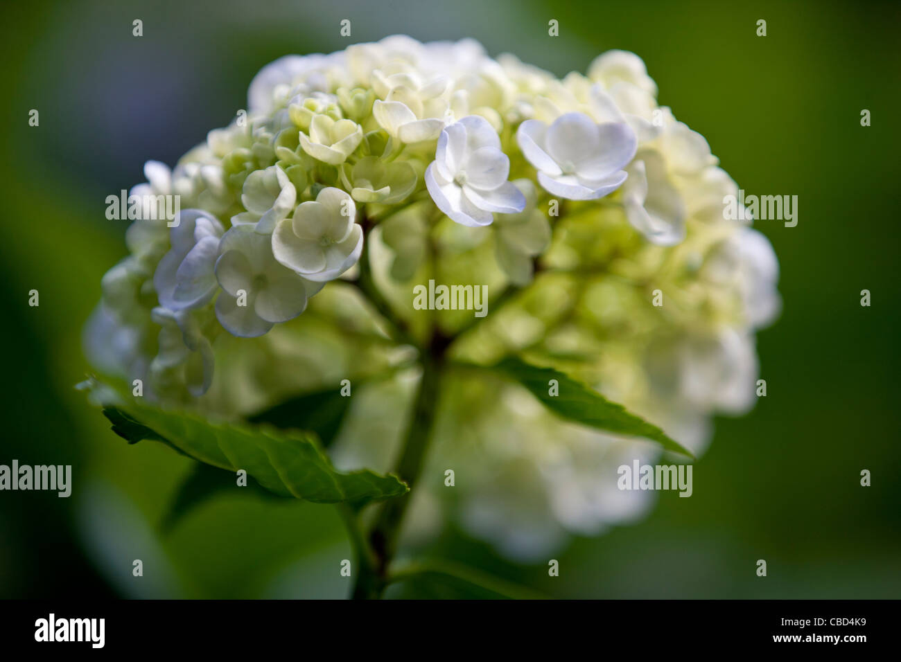 Un bianco fiore Ortensie Foto Stock
