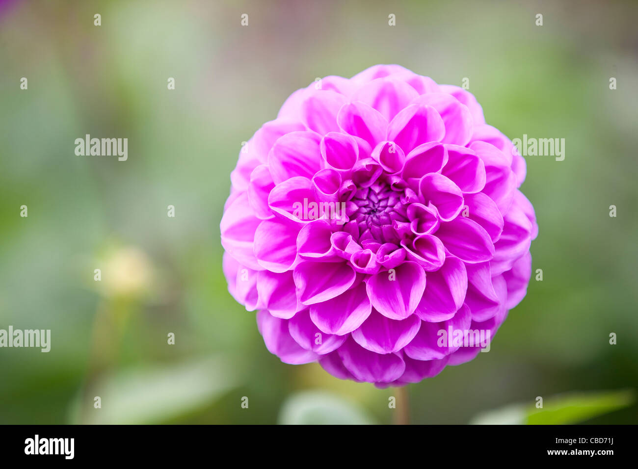 Un viola dahlia fiore in fiore Foto Stock