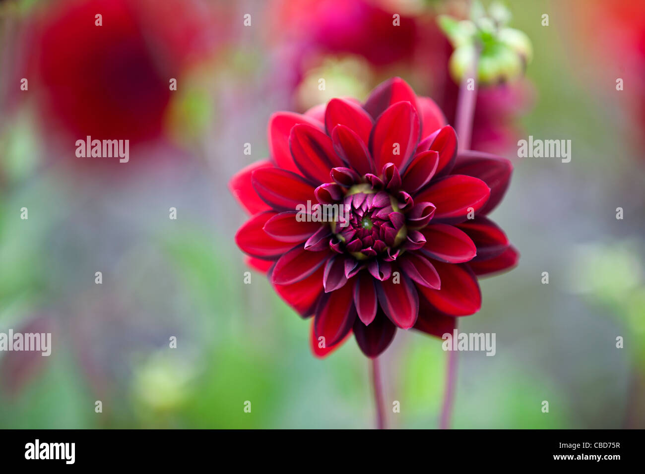 Un rosso dahlia fiore in fiore Foto Stock