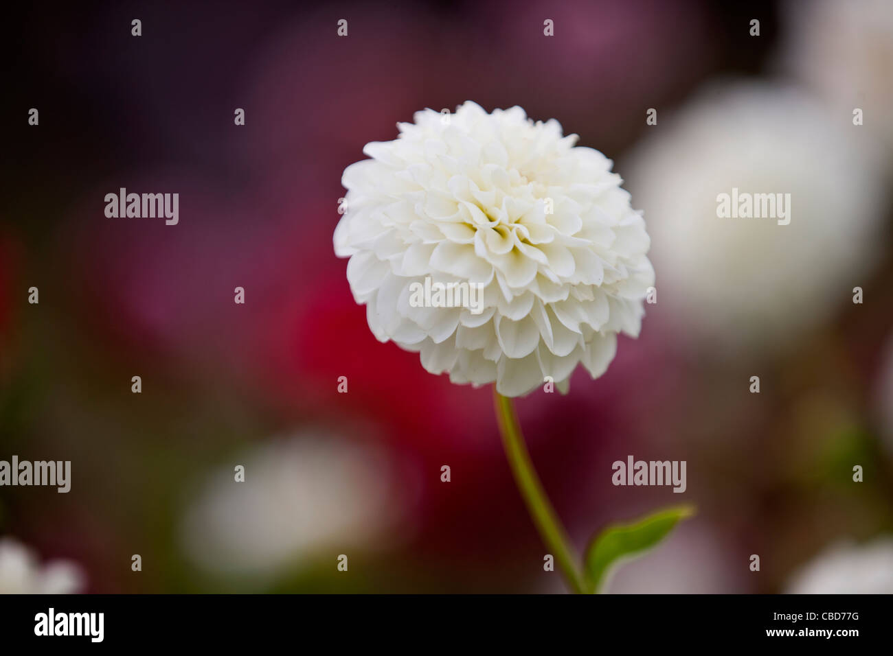 Un bianco Fiore Dahlia in fiore Foto Stock