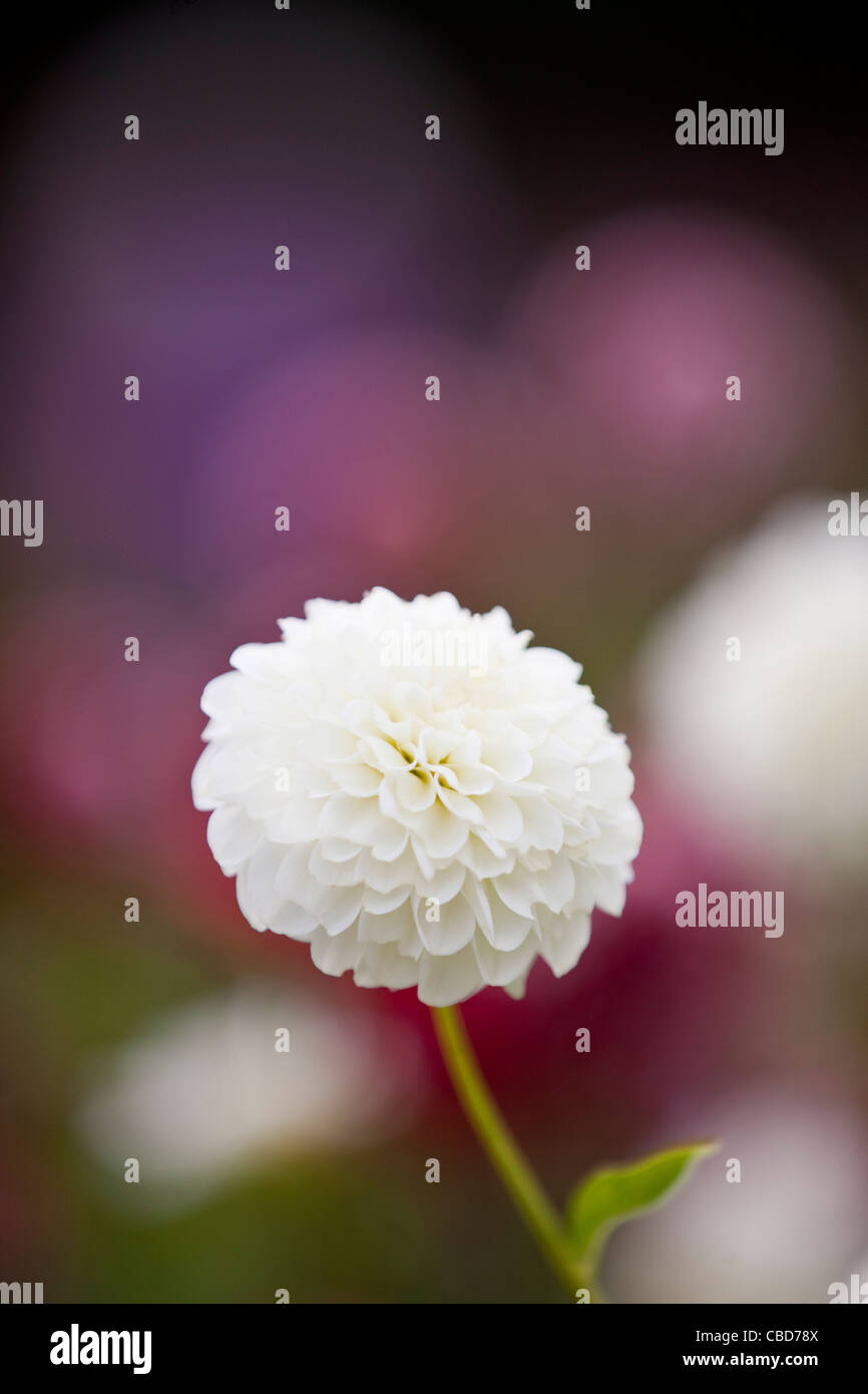 Un bianco Fiore Dahlia in fiore Foto Stock