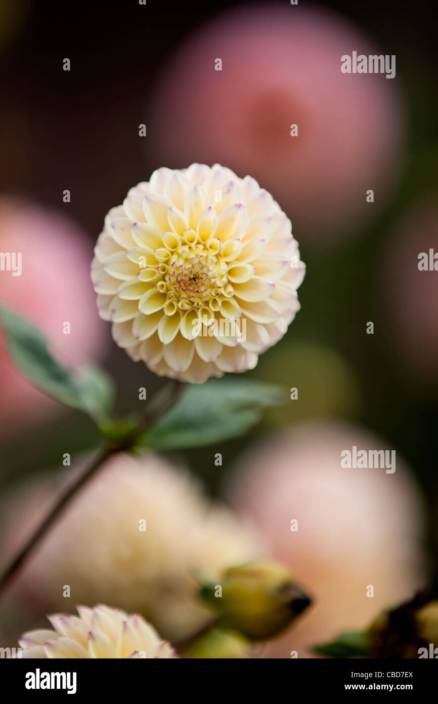 Un giallo fiore dahlia in fiore Foto Stock