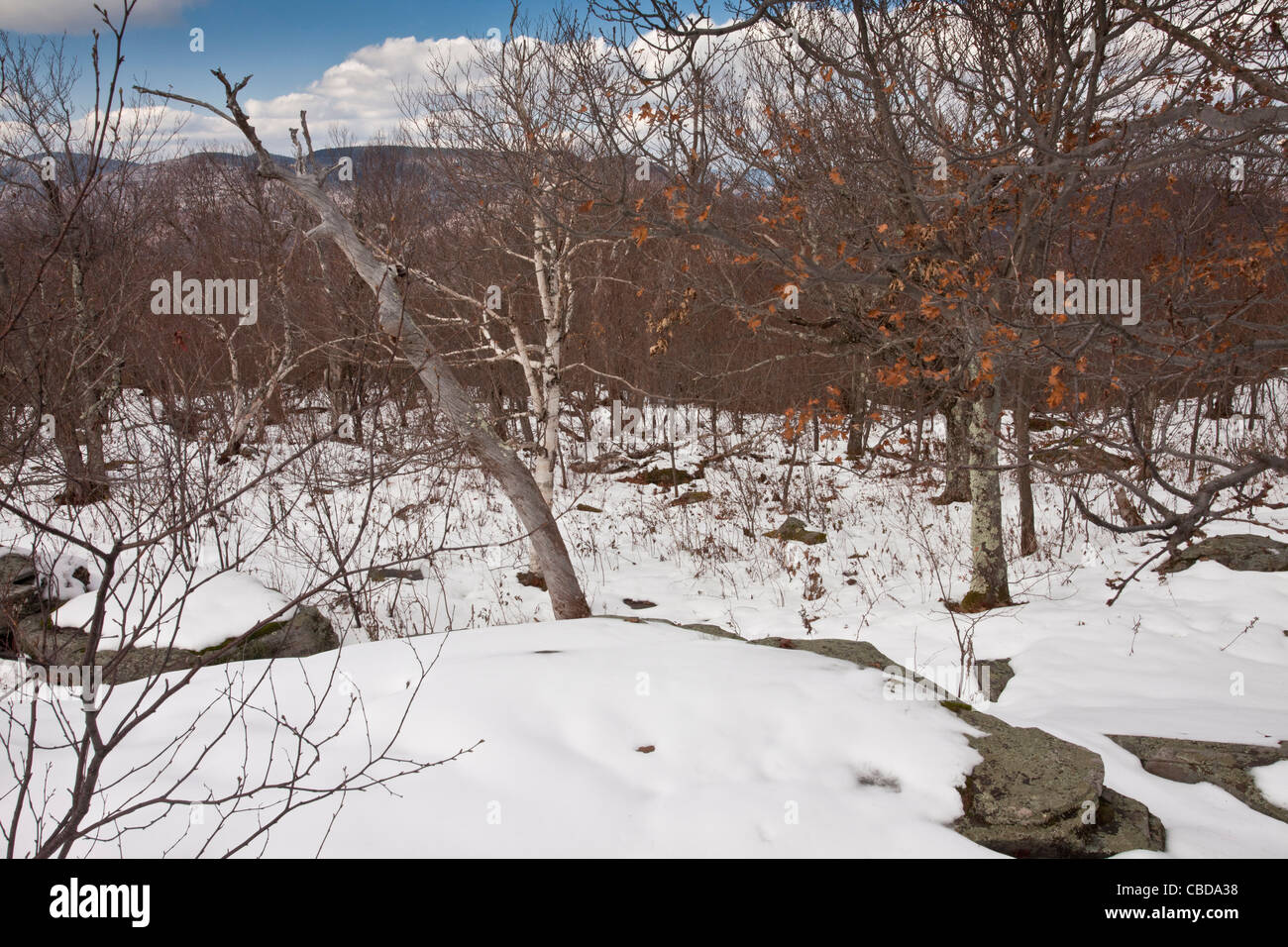 Si affacciano sulla montagna vicino a Woodstock, guardando a nord. Catskill Mountains, nello Stato di New York. Foto Stock