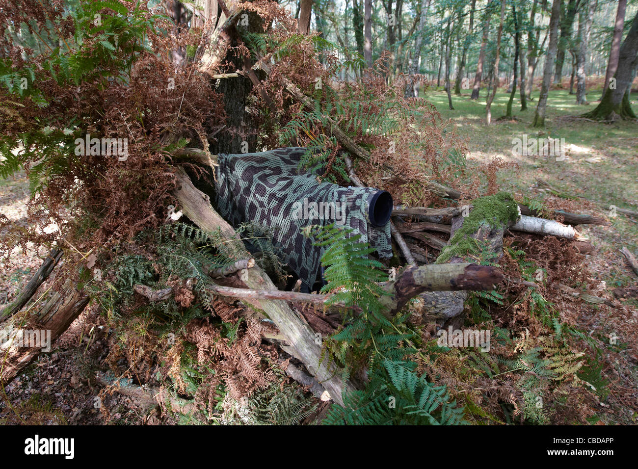Fotografi a nascondersi nella nuova foresta, Hampshire, Regno Unito Foto Stock