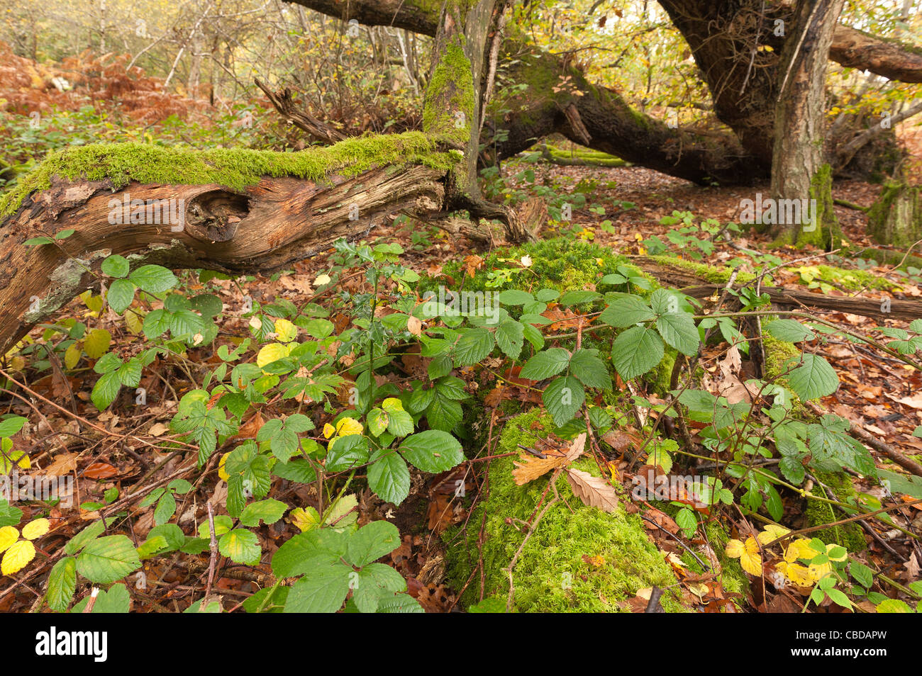 Caduto albero di quercia dall uragano 1987 Kent per cui la struttura è cresciuto dalla posizione di caduta con pavimento di bosco Piante foglie di copertura Foto Stock