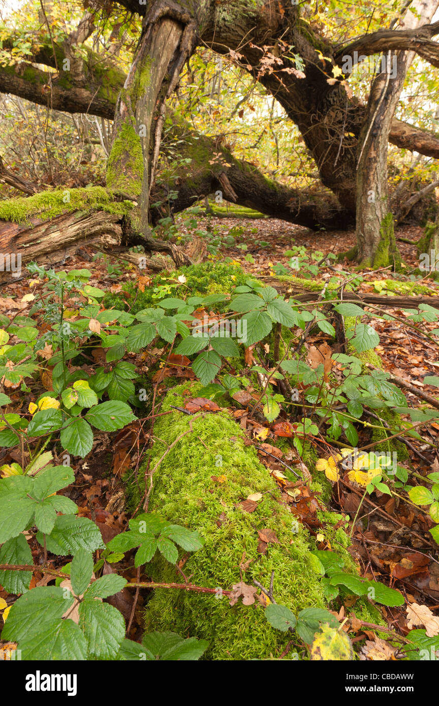 Caduto albero di quercia dall uragano 1987 Kent per cui la struttura è cresciuto dalla posizione di caduta con pavimento di bosco Piante foglie di copertura Foto Stock
