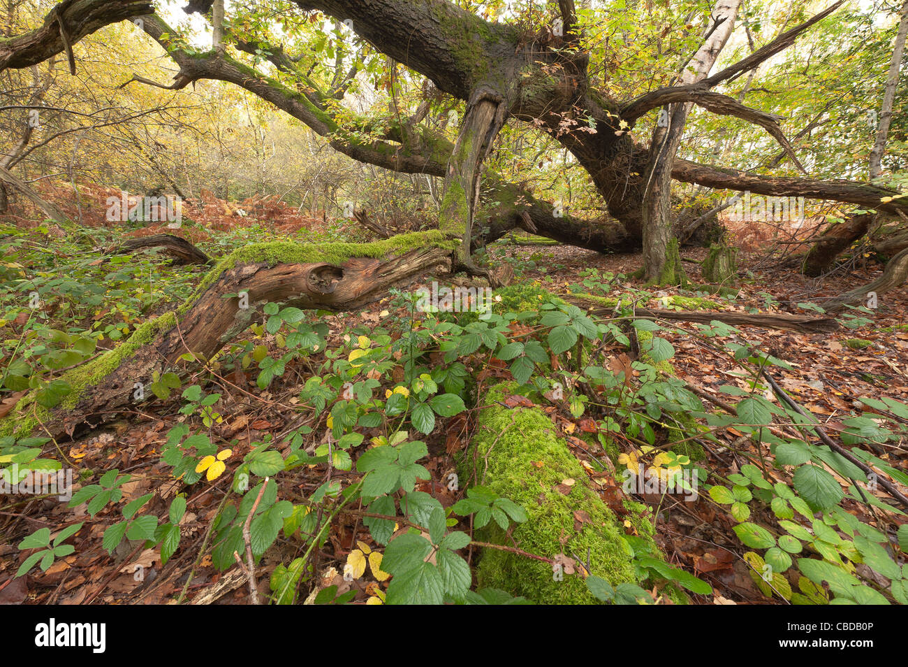 Caduto albero di quercia dall uragano 1987 Kent per cui la struttura è cresciuto dalla posizione di caduta con pavimento di bosco Piante foglie di copertura Foto Stock