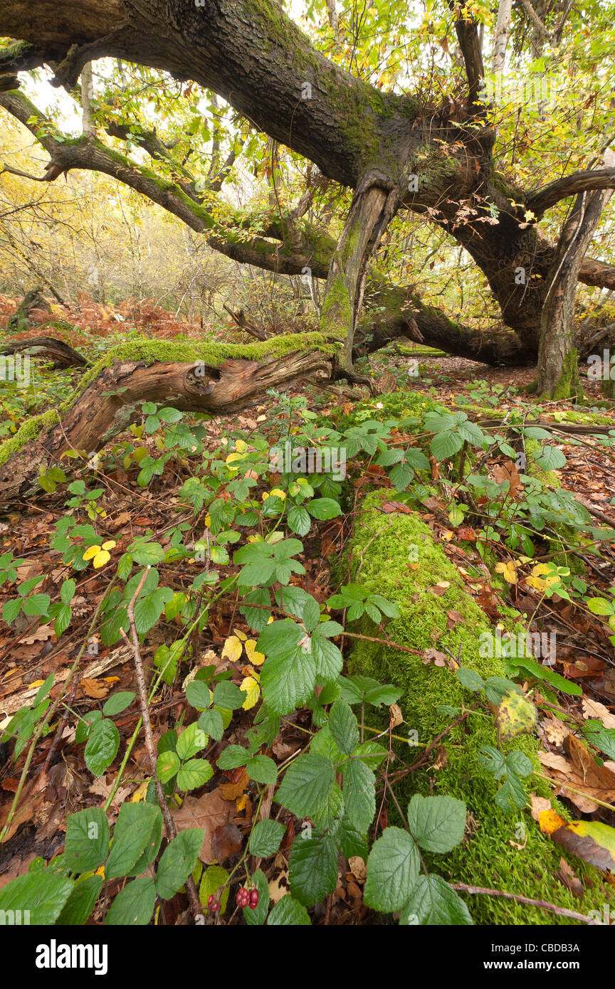 Caduto albero di quercia dall uragano 1987 Kent per cui la struttura è cresciuto dalla posizione di caduta con pavimento di bosco Piante foglie di copertura Foto Stock