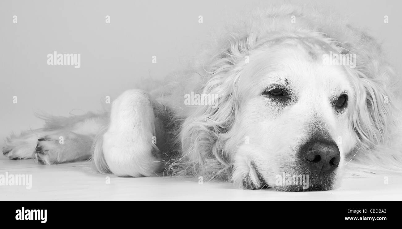 Il golden retriever cane sdraiato in bianco e nero Foto stock - Alamy