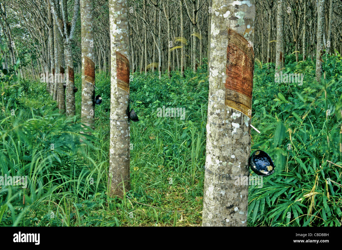 Para alberi, plantation la produzione di lattice, Phuket, Tailandia (Hevea Brasiliensis) Foto Stock