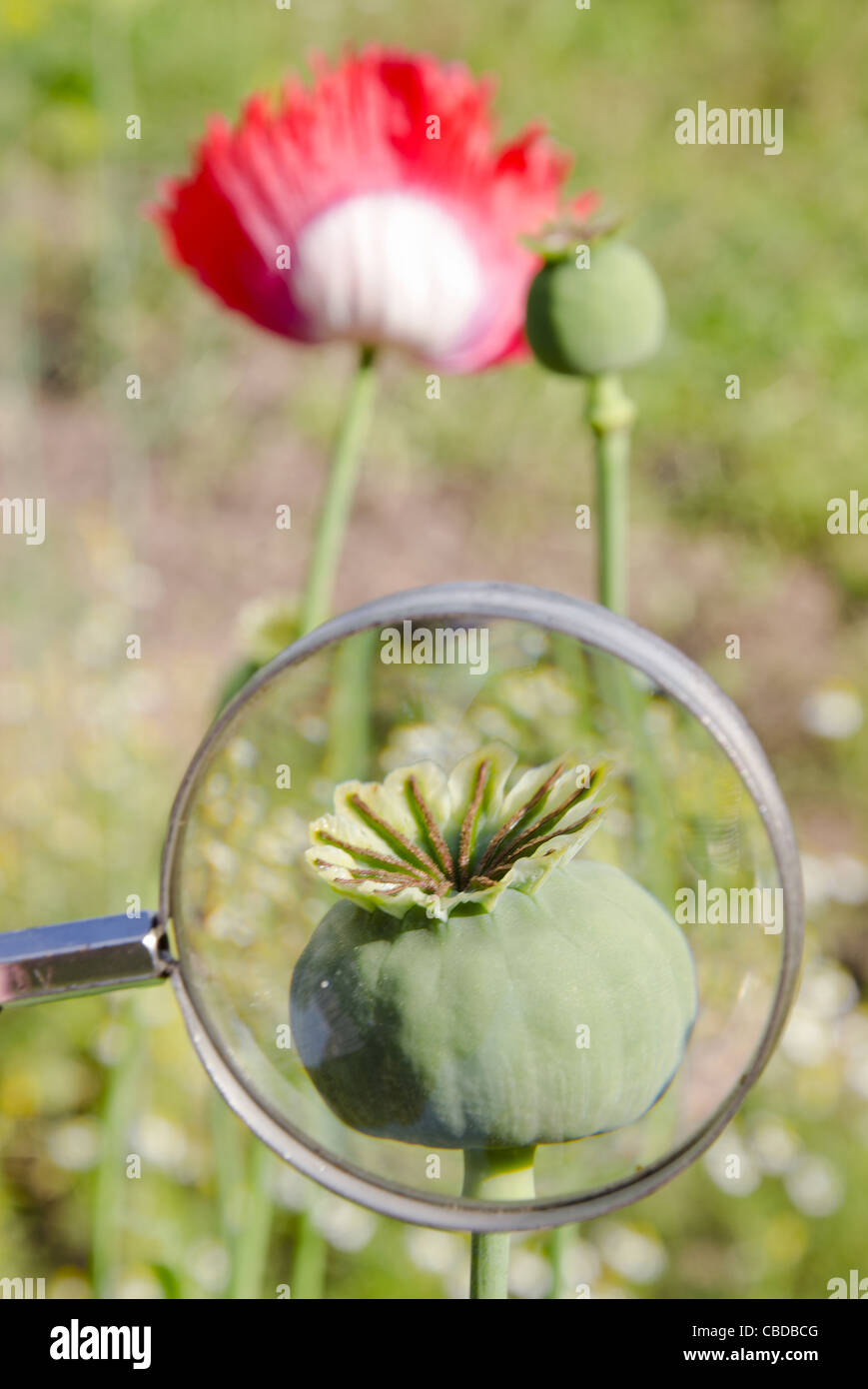 Testa di papavero attraverso una lente di ingrandimento. I dettagli dei fiori. Foto Stock