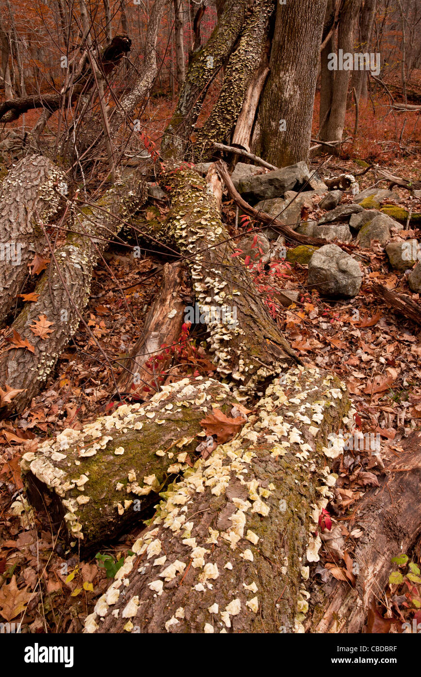Cuore-rot o crosta funghi, Stereum sp. su log in autunno (caduta) in Ward Poundridge County Park, Salem, nello Stato di New York, Stati Uniti d'America. Foto Stock