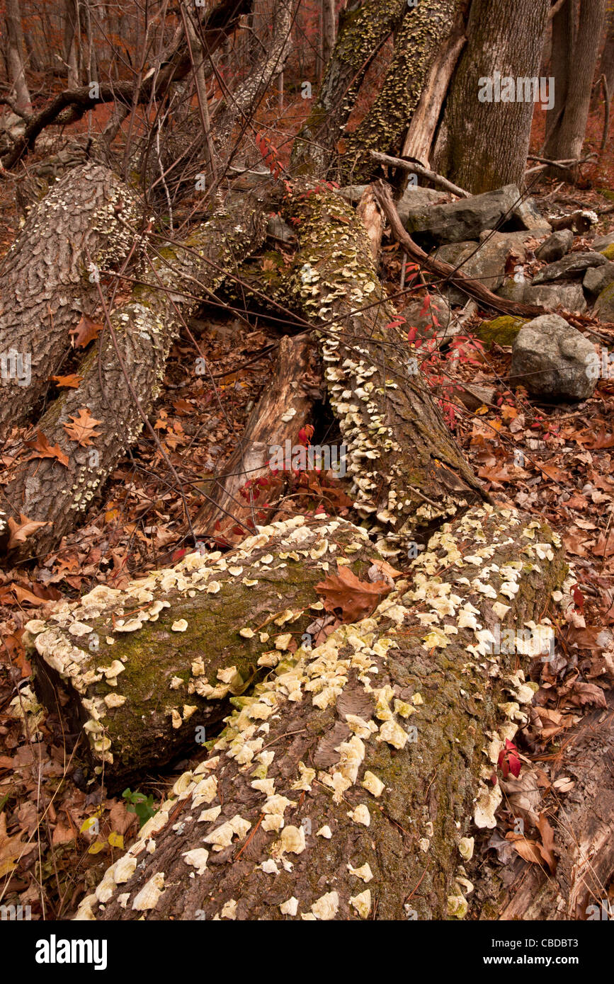 Cuore-rot o crosta funghi, Stereum sp. su log in autunno (caduta) in Ward Poundridge County Park, Salem, nello Stato di New York, Stati Uniti d'America. Foto Stock