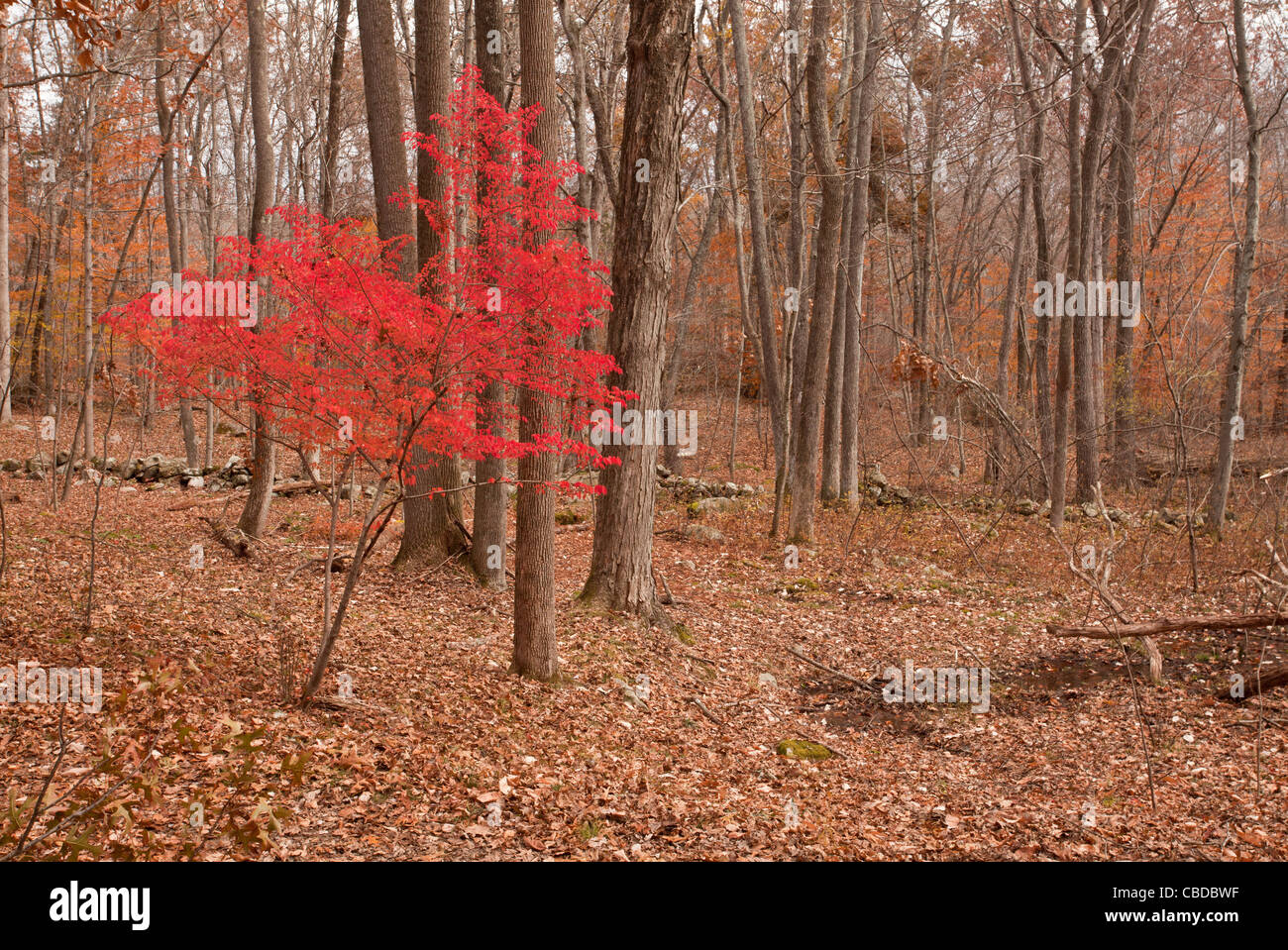 Mandrino alato Albero in autunno (caduta) - invasiva specie arbustive - in Ward Poundridge County Park, Salem, nello Stato di New York, Stati Uniti d'America. Foto Stock