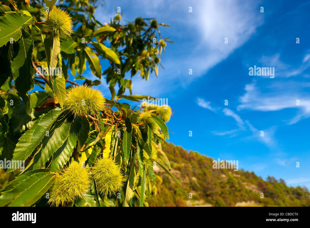 Parco Nazionale delle Cinque Terre, Volastra, provincia di La Spezia, Liguria, Italia, Europa Foto Stock