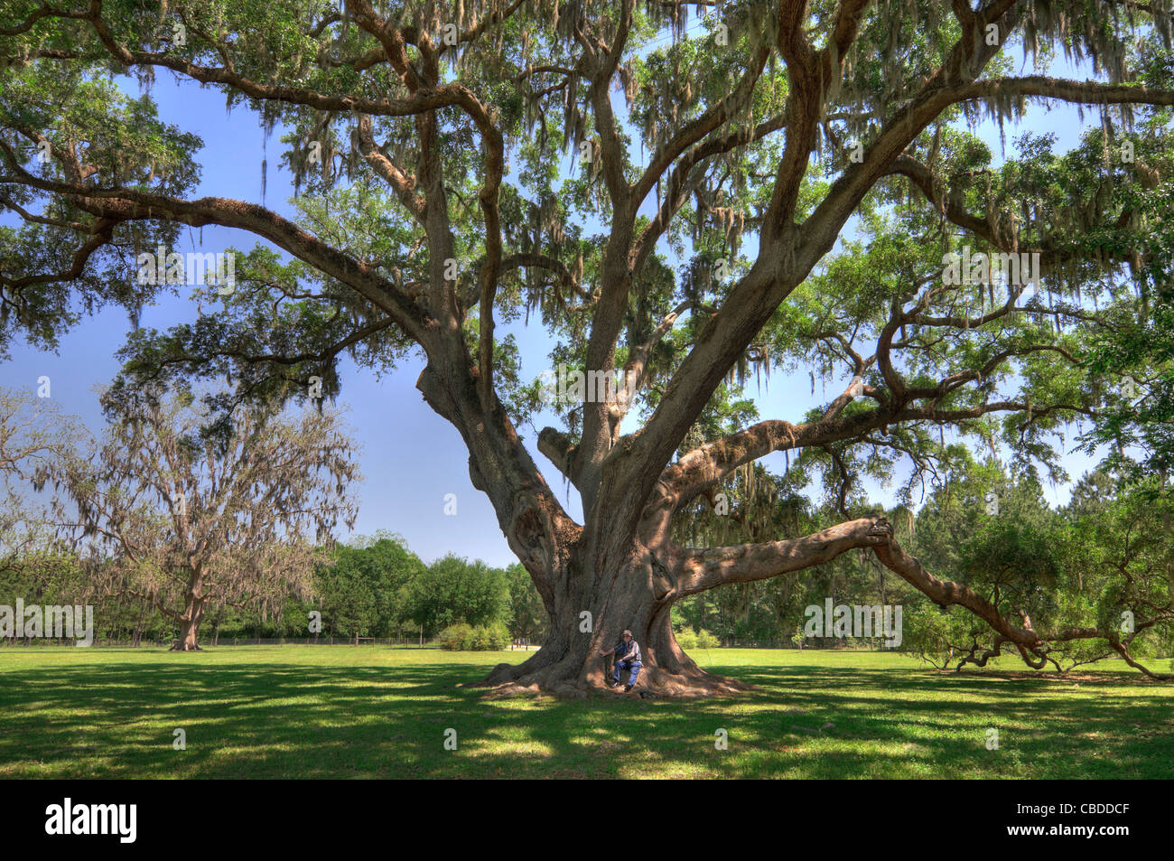 Il rovere Cellon Florida State Champion Live Oak Tree vicino a Gainesville Florida Foto Stock