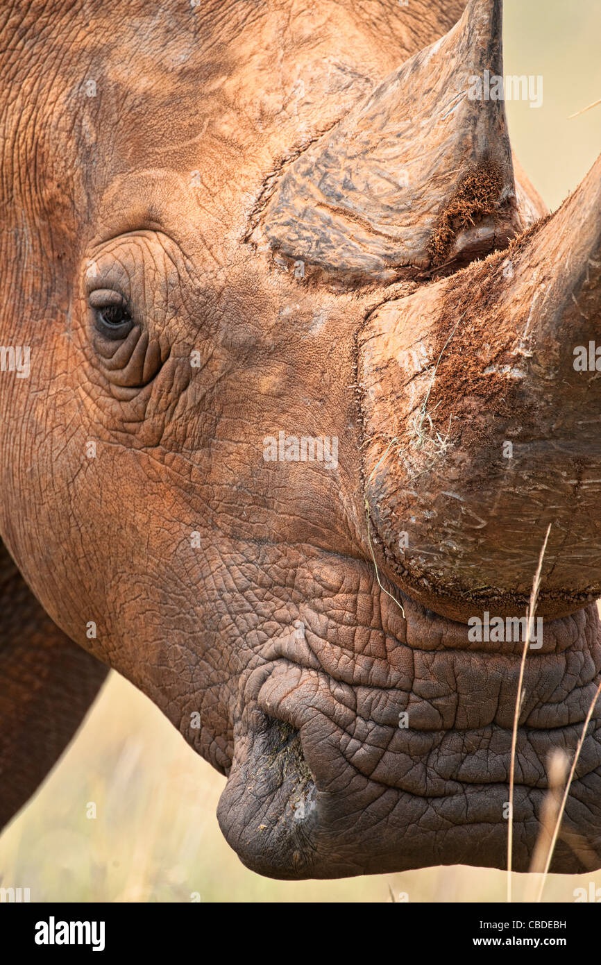 Rhinoceros bianco (Ceratotherium simum) rhinoceros a punta quadrata ritratto del corno. Una specie in pericolo nella Madikwe Game Reserve, Sudafrica. Foto Stock