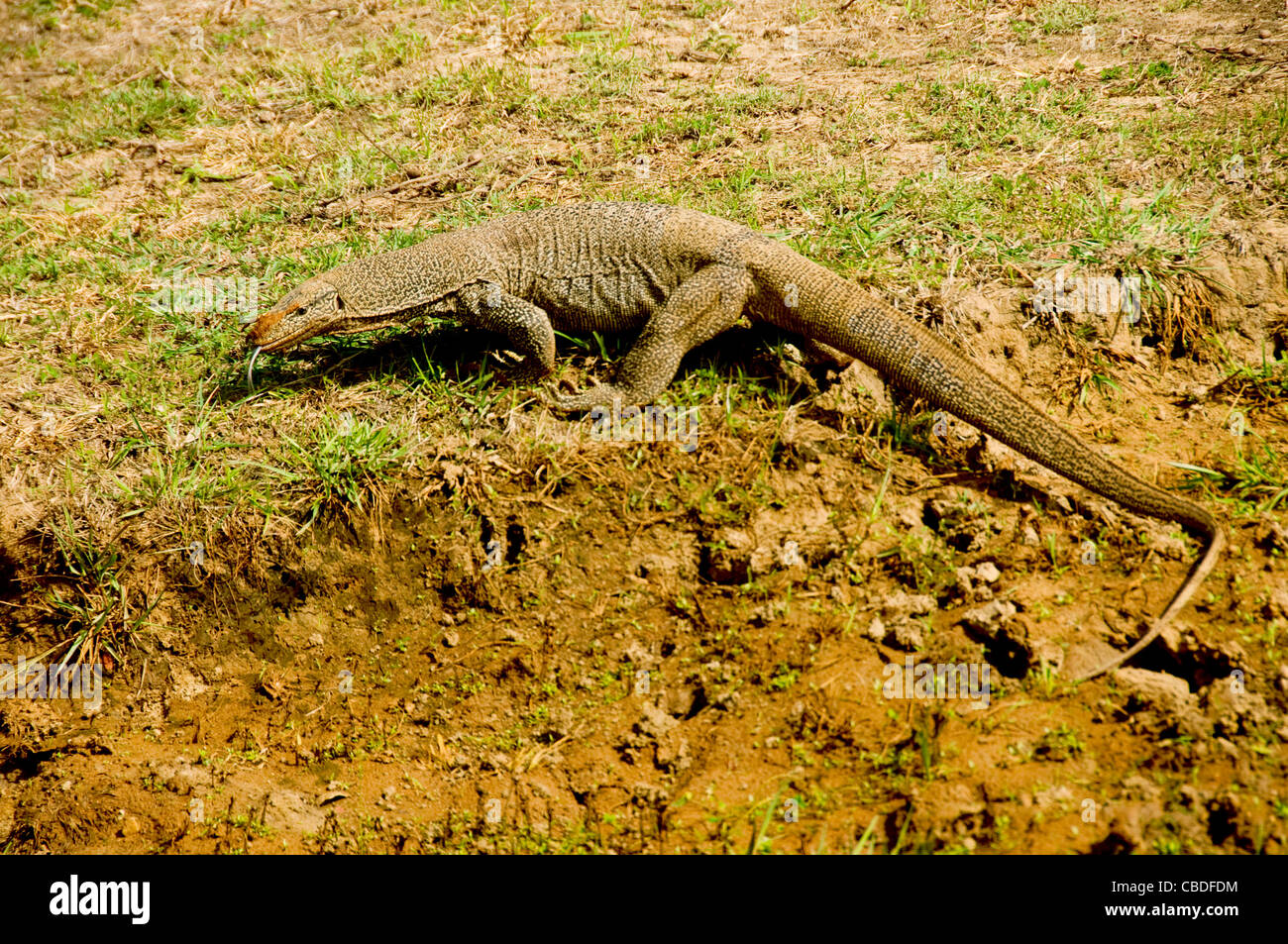 Sri Lanka, Yala National Park un monitor lizard Foto Stock
