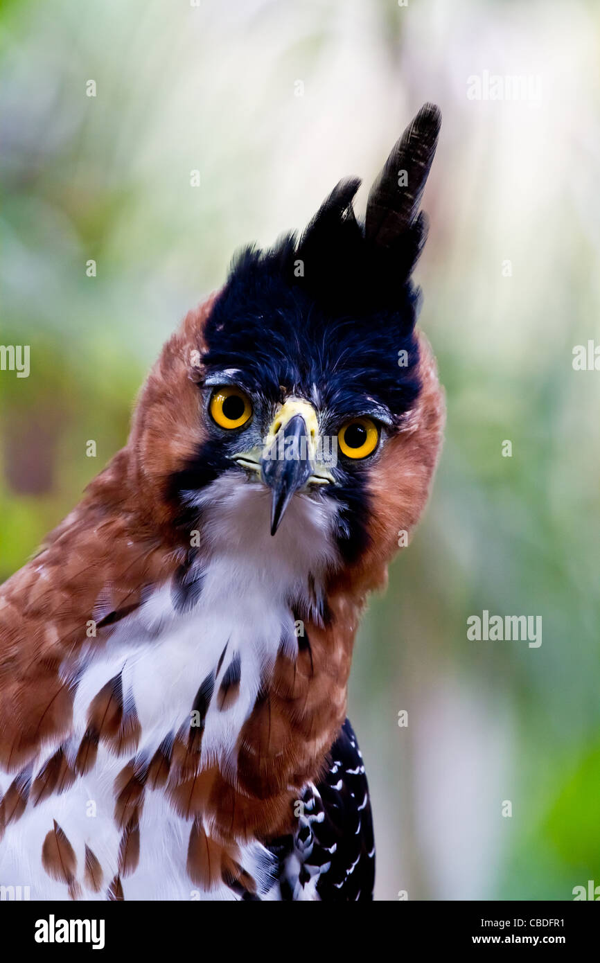 La sorprendente Grande gli occhi gialli dell'ornato hawk eagle avvistare del fotografo profonde nella giungla amazzonica. Il Perù. Foto Stock