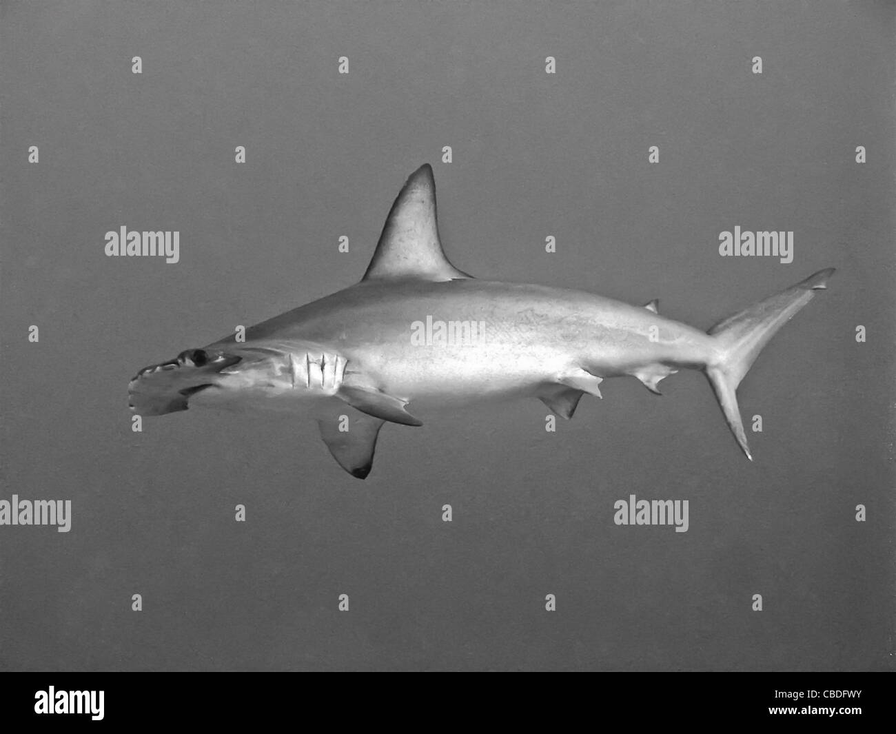 Un grande martello dentellato pattuglie di testa la profonda drop off in Australia la Grande Barriera Corallina. Foto Stock