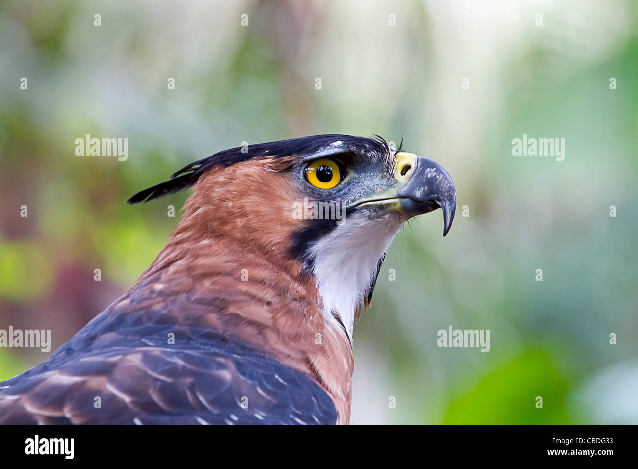 In prossimità di un falco ornati Eagle a riposo nella giungla amazzonica. Foto Stock