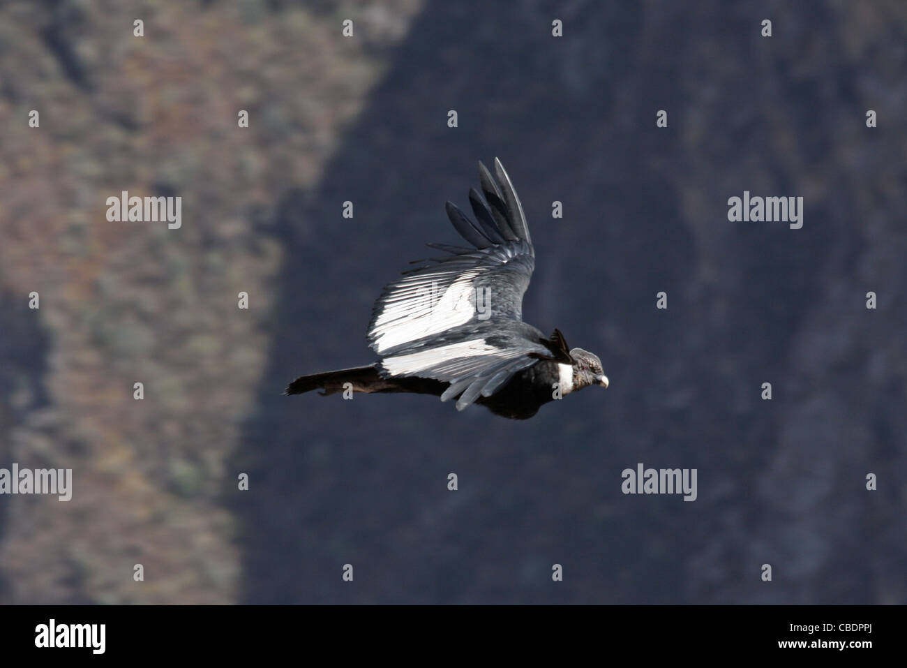 Condor (maschio) impennata nel canyon di Colca, Perù Foto Stock