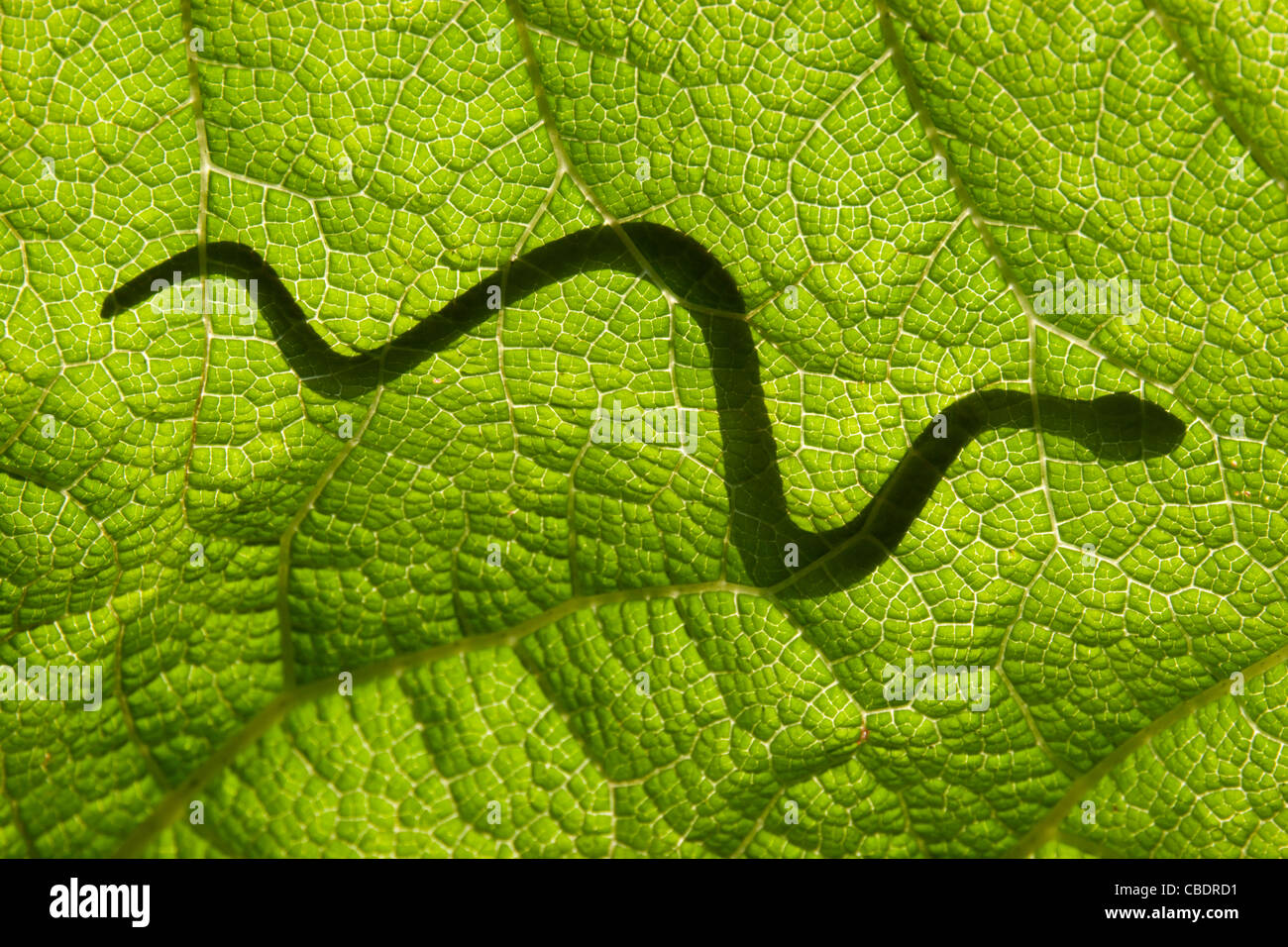 Serpente su una foglia Foto Stock